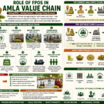 Role of FPOs in amla value chain collage infographic showing processing, cold storage, grading systems, market linkage, and farmer-owned value addition.