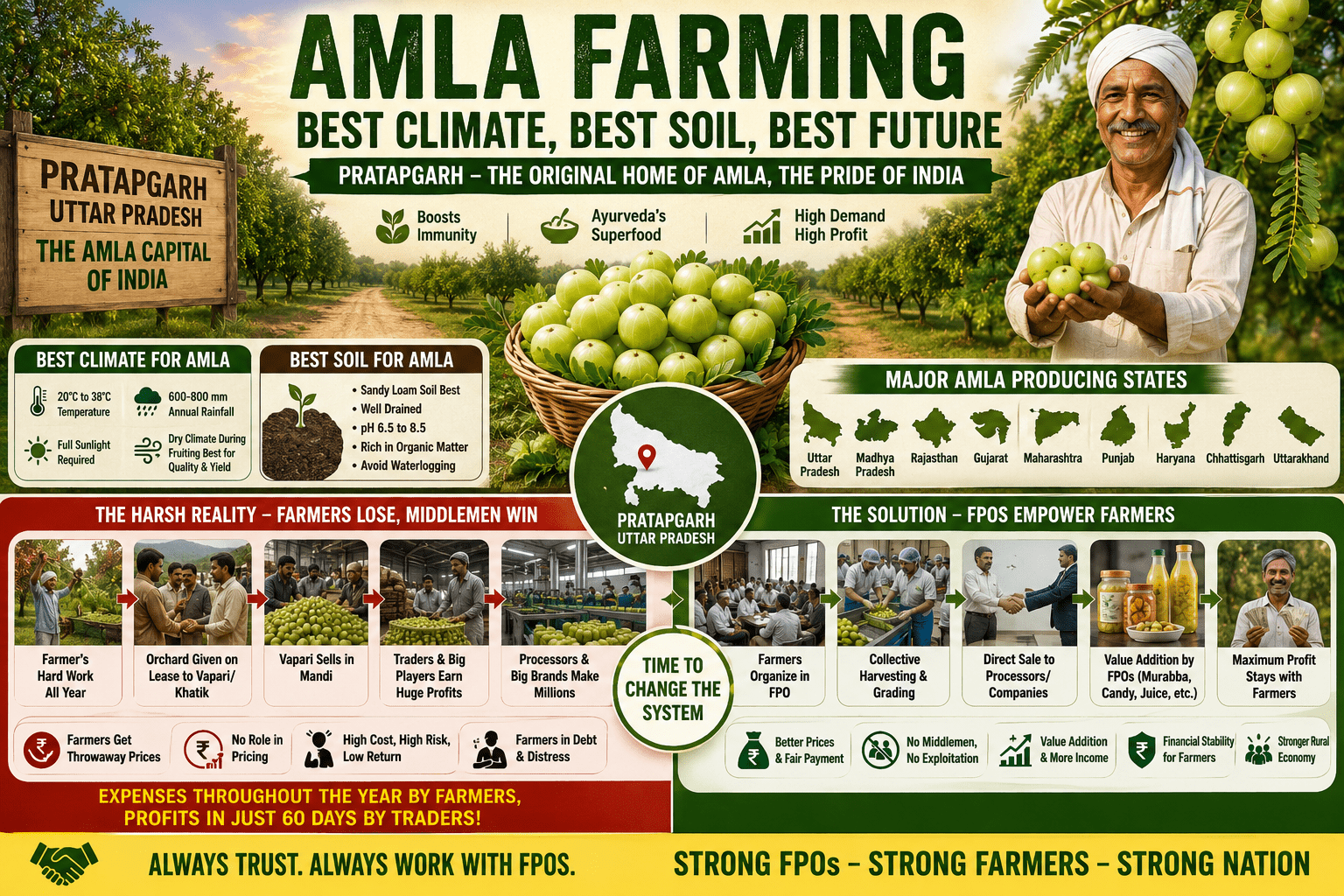 Farmer standing in a lush amla orchard in Pratapgarh, Uttar Pradesh, highlighting ideal climate and soil conditions for amla farming while showing the role of FPOs in protecting farmers from middlemen exploitation.