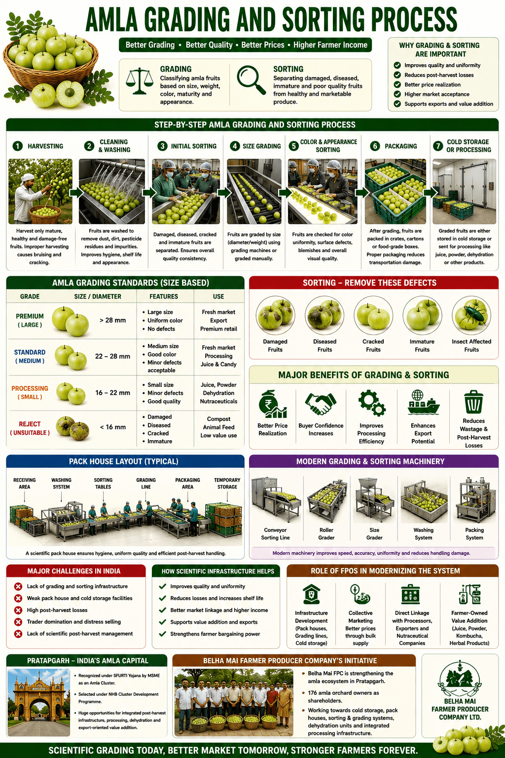 Amla grading and sorting process collage infographic showing washing, grading lines, sorting systems, pack houses, and post-harvest infrastructure.