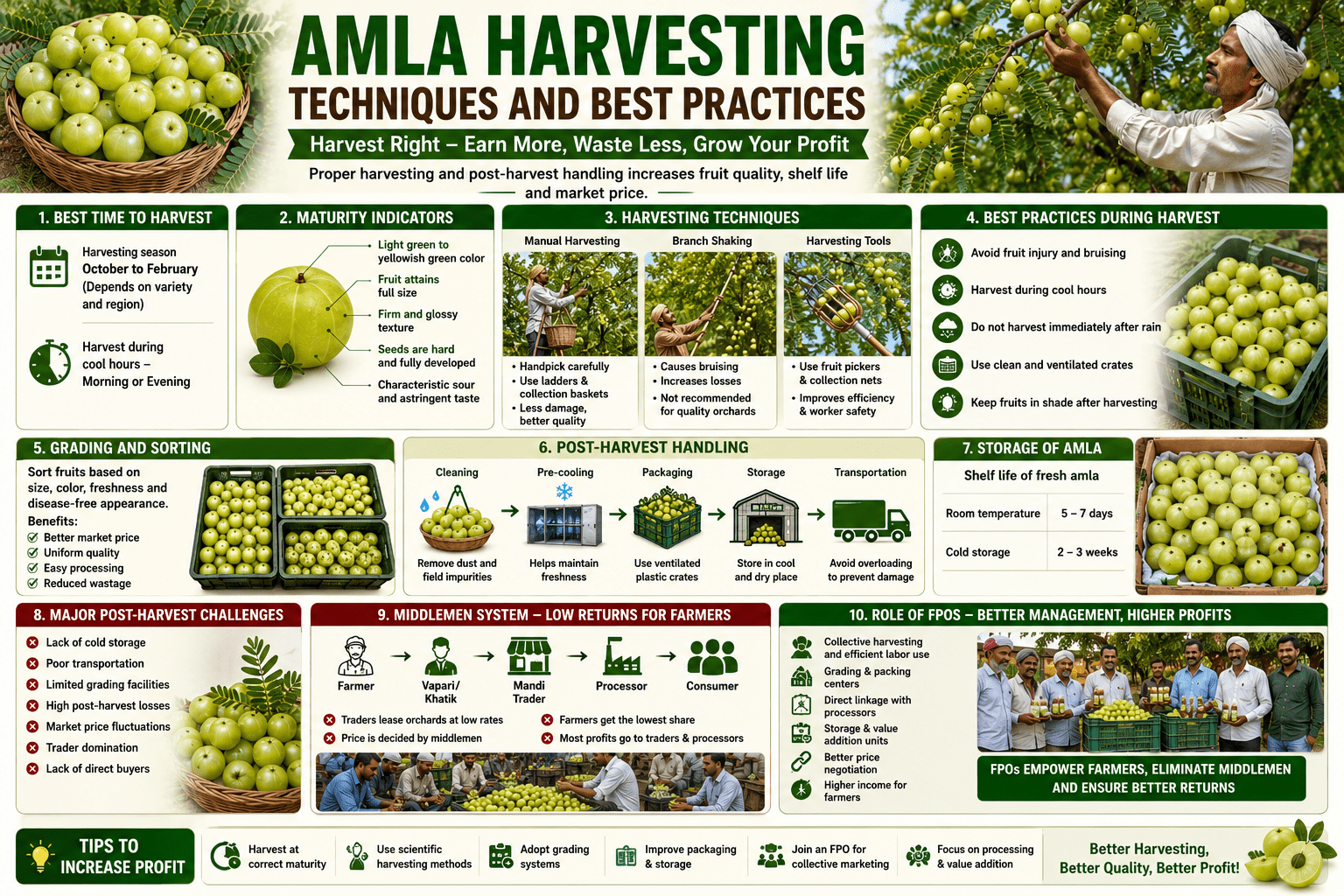 Infographic explaining amla harvesting techniques and best practices including maturity indicators, harvesting methods, grading, storage, post-harvest management, and the role of FPOs in improving farmer profits.