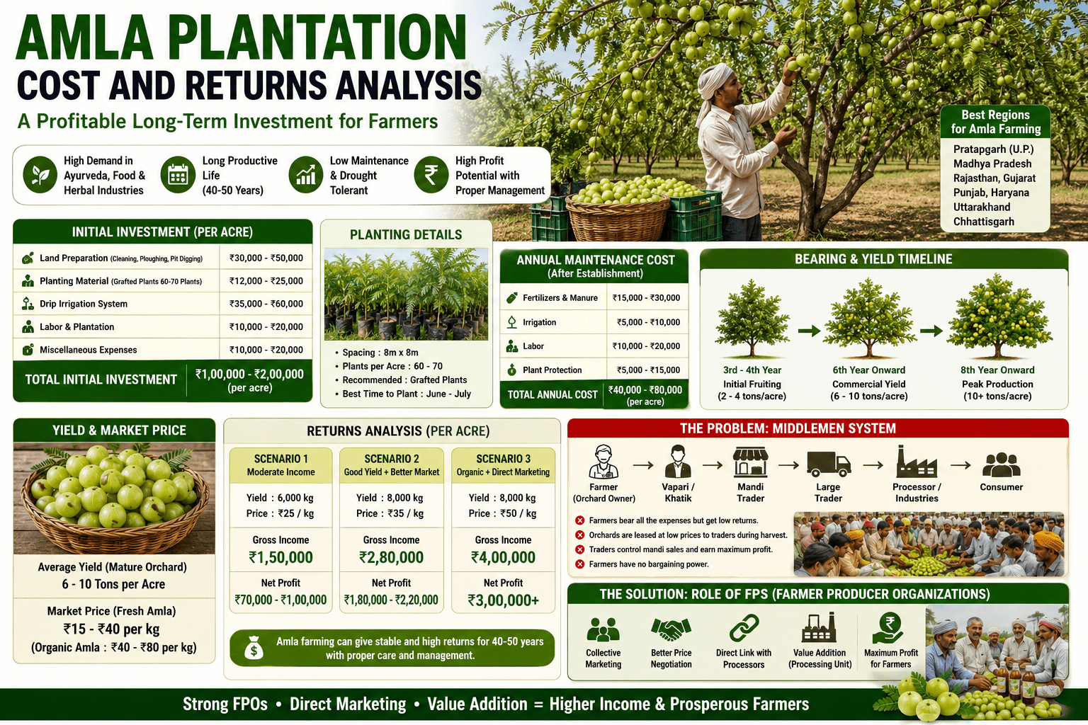 Amla plantation cost and returns analysis in India infographic showing orchard investment, irrigation, production cost, profitability, and farmer income