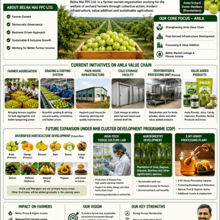 Case Study of Successful amla-based FPO in India infographic showing Belha Mai Farmer Producer Company infrastructure, tissue culture lab, amla processing, agroforestry, and NHB-CDP plans