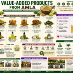 Value-added products from amla collage infographic showing juice, powder, kombucha, nutraceuticals, wellness products, and probiotic opportunities.