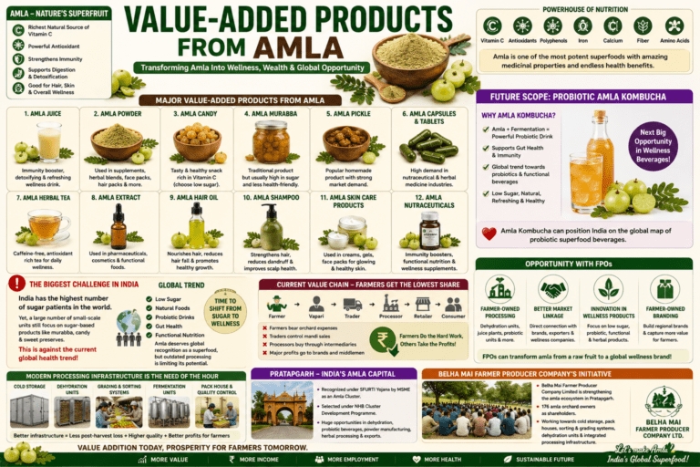 Value-added products from amla collage infographic showing juice, powder, kombucha, nutraceuticals, wellness products, and probiotic opportunities.