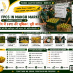 Role of FPOs in mango marketing with farmers grading packaging and selling mangoes