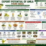 Export potential of amla from India collage infographic showing nutraceuticals, wellness products, probiotics, global demand, and export opportunities.