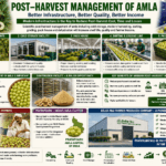 Infographic showing post-harvest management of amla including cold storage, pack house, sorting and grading line, dehydration facility, and FPO-led infrastructure development in Pratapgarh.