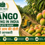 Mango farming in India with farmers managing mango orchard