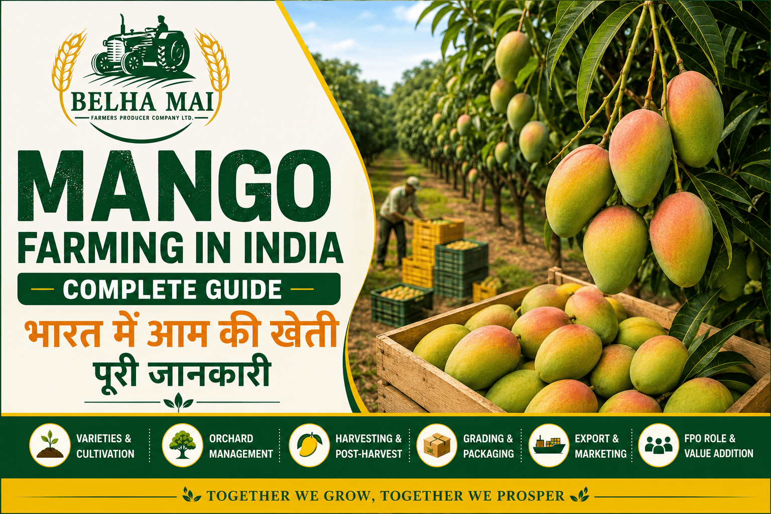 Mango farming in India with farmers managing mango orchard