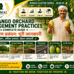 Mango orchard management practices with pruning irrigation and pheromone traps