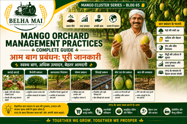 Mango orchard management practices with pruning irrigation and pheromone traps