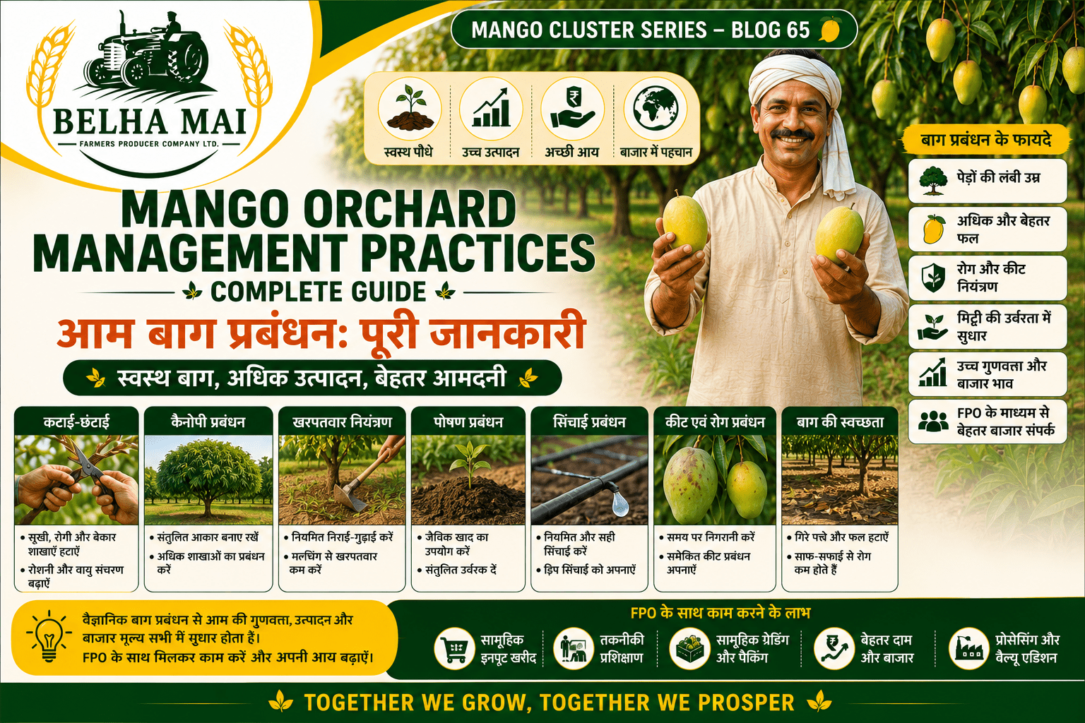 Mango orchard management practices with pruning irrigation and pheromone traps