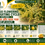 Mango flowering and fruiting cycle from flower panicle to mature mango fruit