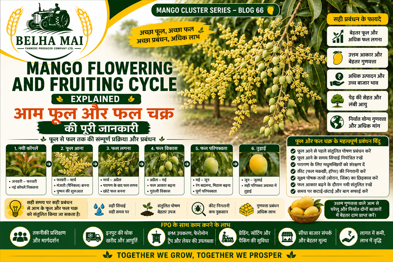 Mango flowering and fruiting cycle from flower panicle to mature mango fruit
