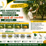 Mango harvesting techniques with farmers picking mangoes safely in orchard