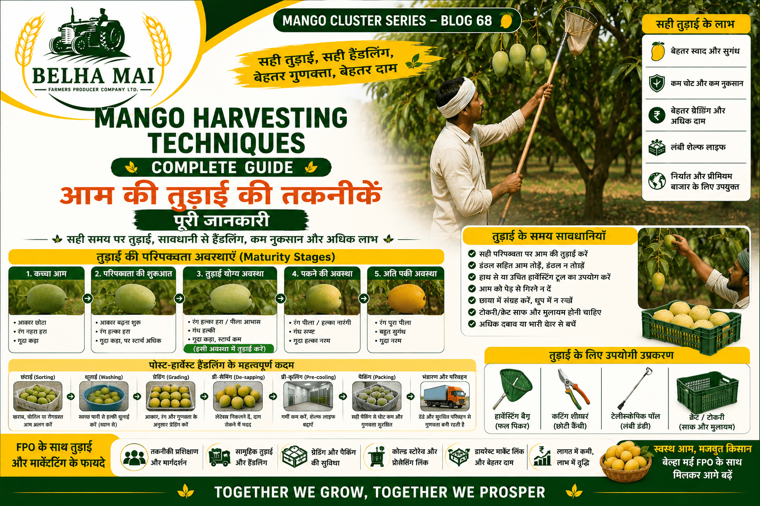 Mango harvesting techniques with farmers picking mangoes safely in orchard