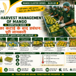 Post-harvest management of mango with sorting grading packaging and storage