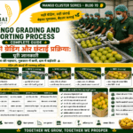 Mango grading and sorting process with workers checking mango quality