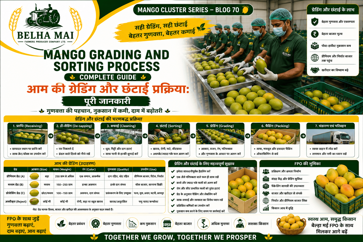 Mango grading and sorting process with workers checking mango quality