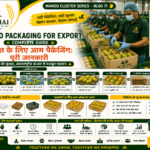 Mango packaging for export with graded mangoes packed in export boxes