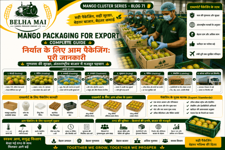 Mango packaging for export with graded mangoes packed in export boxes