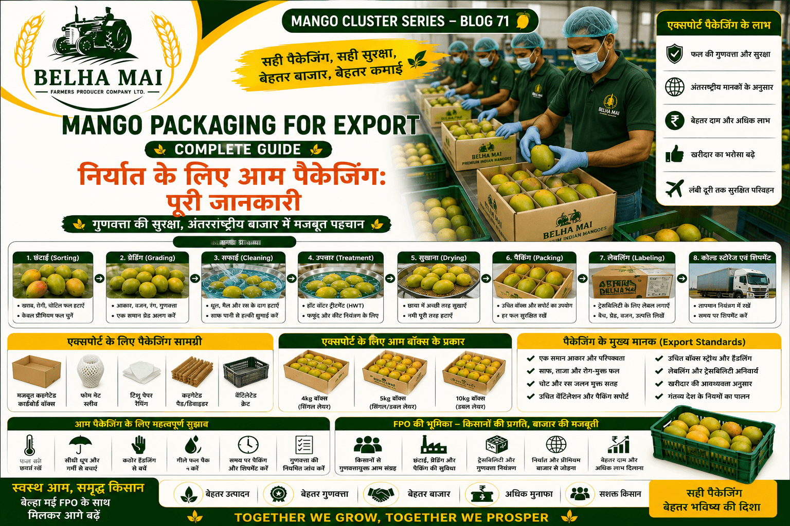 Mango packaging for export with graded mangoes packed in export boxes