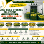 Mango cold storage solutions with mango crates in temperature-controlled storage room