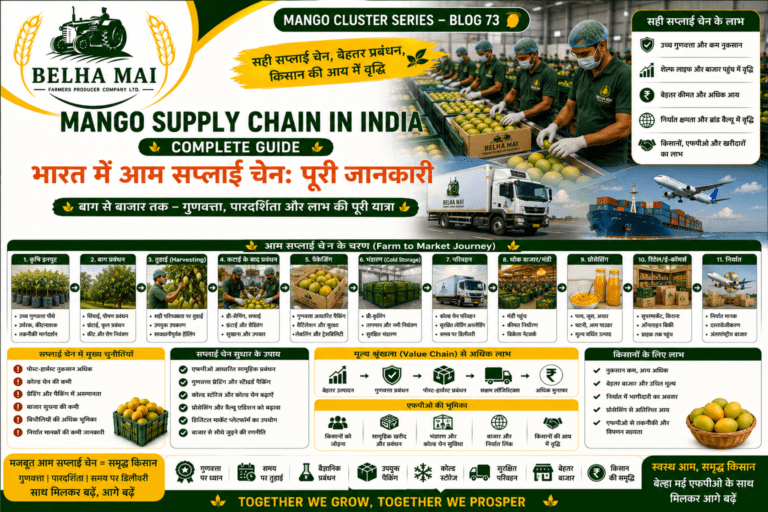 Mango supply chain in India from farm to market with FPO support
