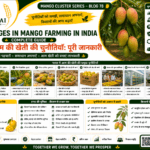 Challenges in mango farming in India with farmer facing pest disease climate and market problems