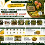 Organic mango farming opportunities with compost bio-inputs and farmer training