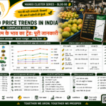 Mango price trends in India with mandi price chart and farmer checking market rates