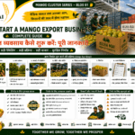 How to start a mango export business with grading packaging documents and shipment