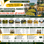 Successful mango FPO case study with farmer aggregation grading packaging and buyer linkage