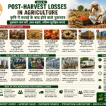 Post-harvest losses in agriculture showing crop damage, poor drying, unsafe storage, pest attack, transport damage and FPO solutions
