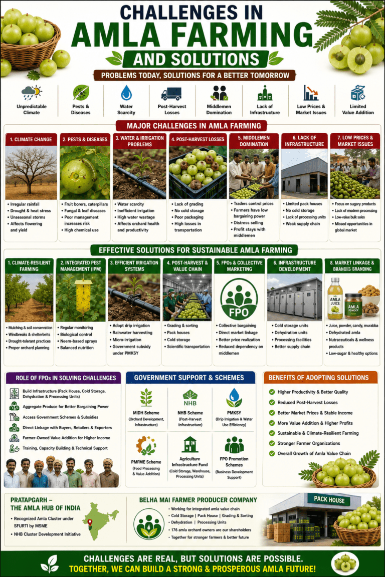 Challenges in amla farming and solutions infographic showing irrigation problems, pests, market issues, post-harvest losses, and modern farming solutions.