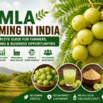 amla farming in india infographic