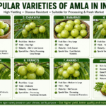 Infographic showing popular varieties of amla in India including NA-7, Chakaiya, Banarasi, Krishna, Kanchan, Francis, and Anand-1 with their fruit size, yield, and commercial uses.