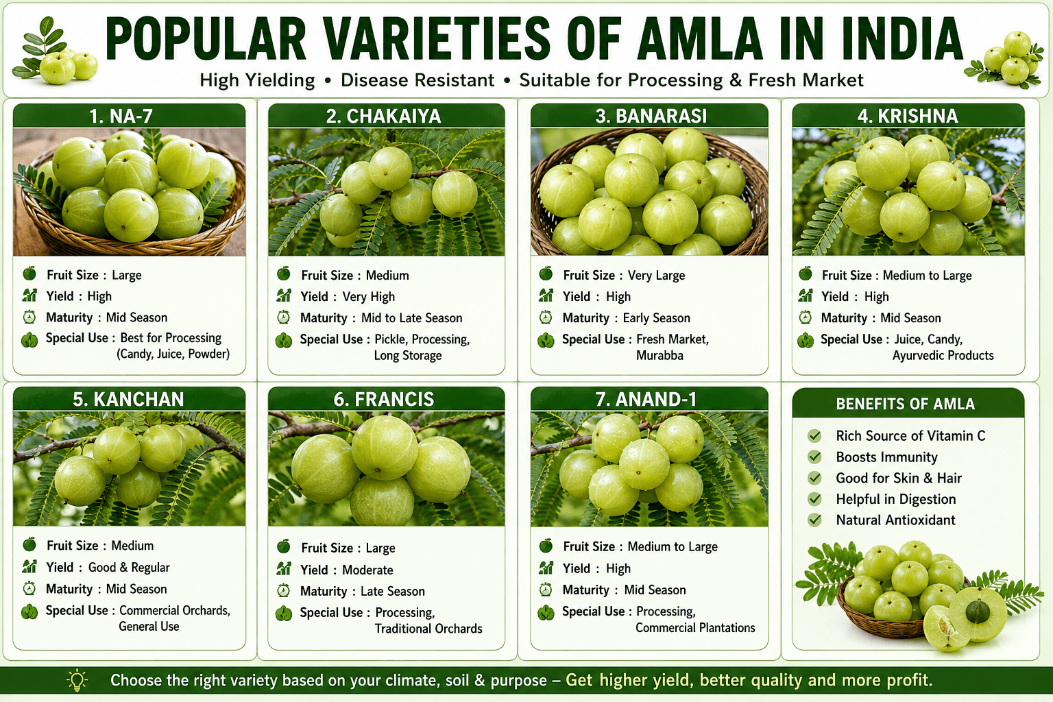 Infographic showing popular varieties of amla in India including NA-7, Chakaiya, Banarasi, Krishna, Kanchan, Francis, and Anand-1 with their fruit size, yield, and commercial uses.