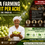 Farmer harvesting fresh amla fruits in a commercial amla orchard in Pratapgarh India