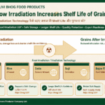 How Irradiation Increases Shelf Life of Grains showing wheat rice Dalia Broken Wheat Suji Semolina Bajra Flour Pearl Millet Flour safe storage and Rajvi Bhog food products by Belha Mai FPO