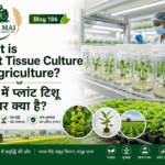 Plant tissue culture in agriculture with disease-free plantlets, high-tech nursery and Belha Mai FPO logo