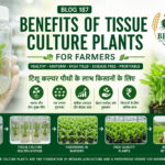Benefits of tissue culture plants for farmers with healthy plants, high-tech nursery and Belha Mai FPO logo