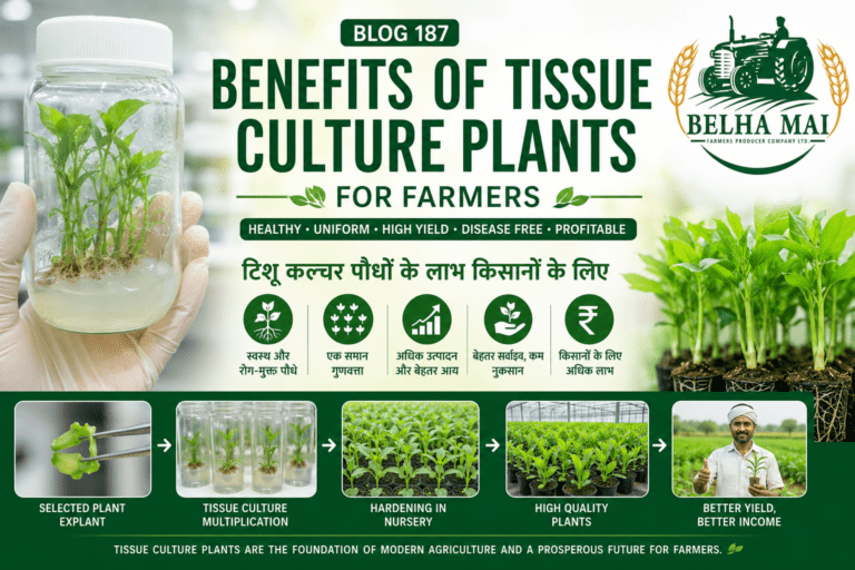 Benefits of tissue culture plants for farmers with healthy plants, high-tech nursery and Belha Mai FPO logo