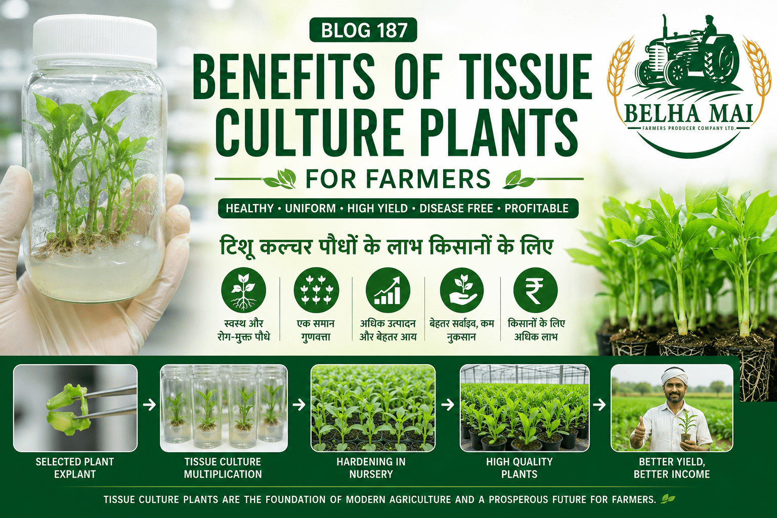 Benefits of tissue culture plants for farmers with healthy plants, high-tech nursery and Belha Mai FPO logo