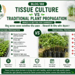Tissue culture vs traditional plant propagation comparison with high-tech nursery, healthy plants and Belha Mai FPO logo