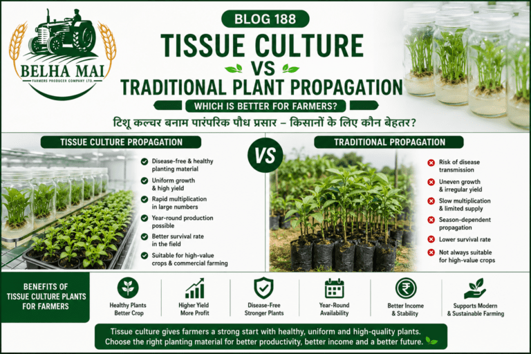Tissue culture vs traditional plant propagation comparison with high-tech nursery, healthy plants and Belha Mai FPO logo