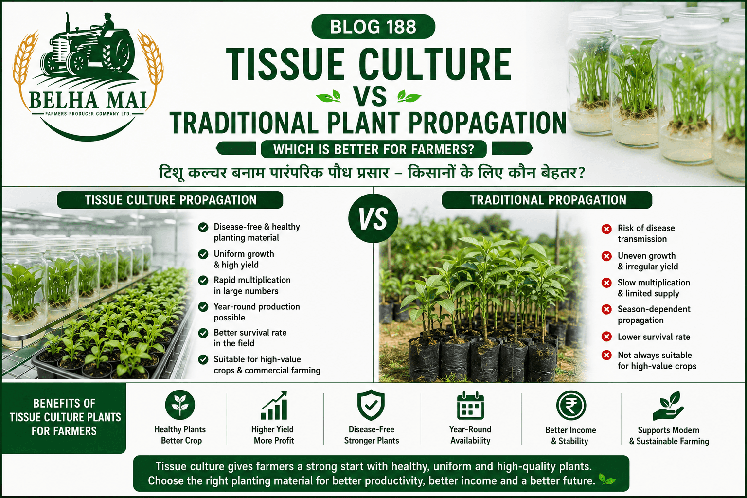 Tissue culture vs traditional plant propagation comparison with high-tech nursery, healthy plants and Belha Mai FPO logo