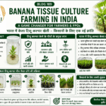 Banana tissue culture farming in India with healthy banana plants, high-tech nursery and Belha Mai FPO logo
