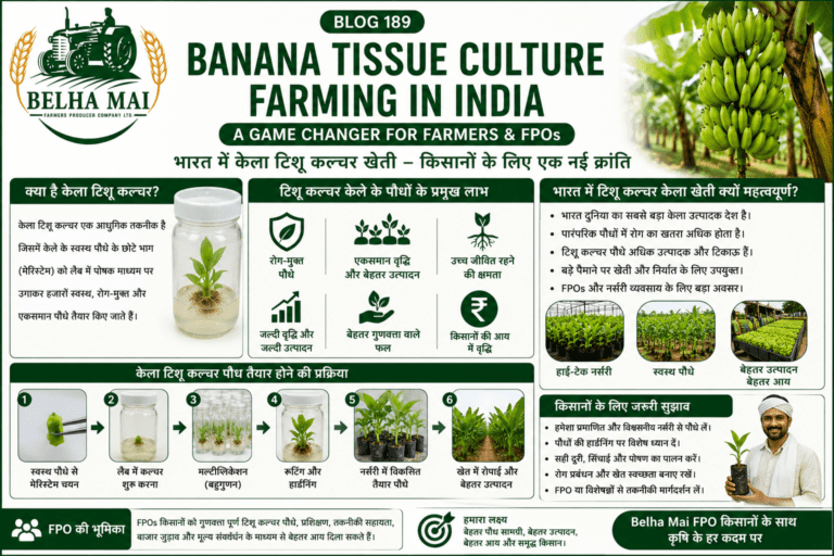 Banana tissue culture farming in India with healthy banana plants, high-tech nursery and Belha Mai FPO logo