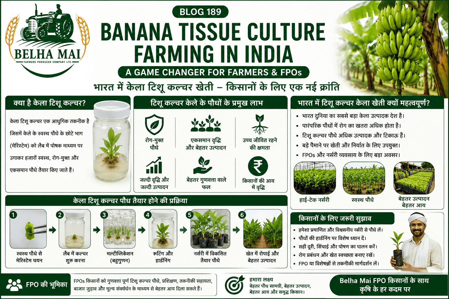 Banana tissue culture farming in India with healthy banana plants, high-tech nursery and Belha Mai FPO logo